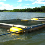 Tanques de redes usados na piscicultura