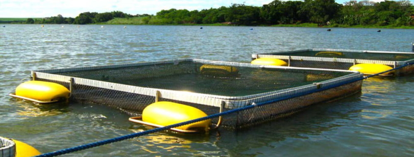 Tanques de redes usados na piscicultura