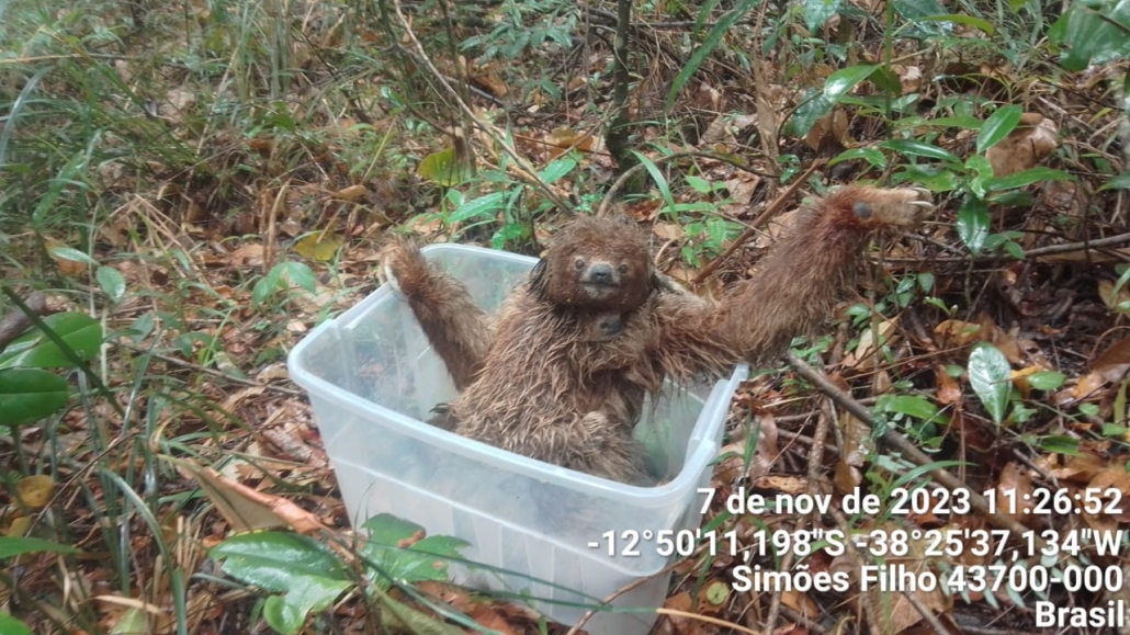 Soltura De Bicho Preguiça Femea E Filhote (bradypus Torquatus)